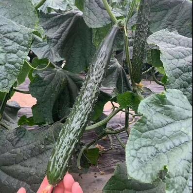 �ƹ��磨Ʒ�ֶ�ɹ�ѡ�񣩡������糧�Ļƹ�����ǿ�ƻƹ��硢ȫ�ƻƹ��硢����Ʒ�ֻƹ��硣