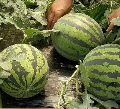 �ٹ����������Ӫ���ೣ�����߲����磬�Ϲ��磬Ҷ�����߲��硣�紺��Խ�ġ����ӡ�Խ����ֲ���߲�����������磬�������硢�ƹ��硢�����硢���������ҳ�����Ҫ����Ʒ�࣬�����硢�˻��硢���������Ҷ�������Ӽ��������磬�����硢����綼���紺Խ�Ĵ���Ʒ�ࡣ