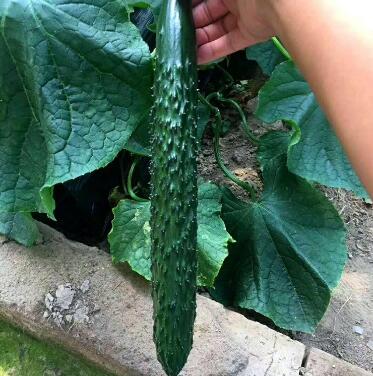 �ƹ��磨Ʒ�ֶ�ɹ�ѡ�񣩡������糧�Ļƹ�����ǿ�ƻƹ��硢ȫ�ƻƹ��硢����Ʒ�ֻƹ��硣