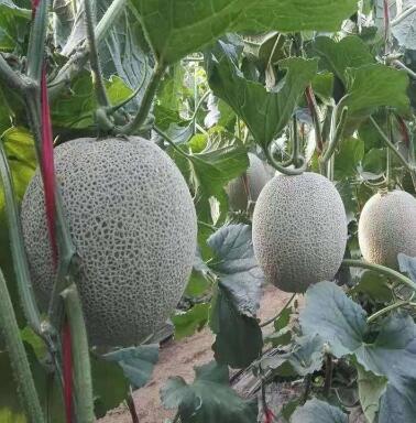 �ٹ����������Ӫ���ೣ�����߲����磬�Ϲ��磬Ҷ�����߲��硣�紺��Խ�ġ����ӡ�Խ����ֲ���߲�����������磬�������硢�ƹ��硢�����硢���������ҳ�����Ҫ����Ʒ�࣬�����硢�˻��硢���������Ҷ�������Ӽ��������磬�����硢����綼���紺Խ�Ĵ���Ʒ�ࡣ