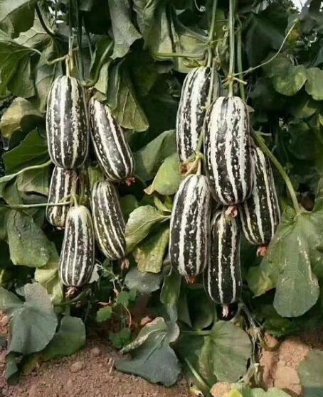 �ٹ����������Ӫ���ೣ�����߲����磬�Ϲ��磬Ҷ�����߲��硣�紺��Խ�ġ����ӡ�Խ����ֲ���߲�����������磬�������硢�ƹ��硢�����硢���������ҳ�����Ҫ����Ʒ�࣬�����硢�˻��硢���������Ҷ�������Ӽ��������磬�����硢����綼���紺Խ�Ĵ���Ʒ�ࡣ