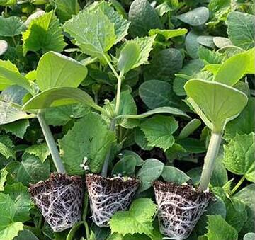 �ƹ��磨Ʒ�ֶ�ɹ�ѡ�񣩡������糧�Ļƹ�����ǿ�ƻƹ��硢ȫ�ƻƹ��硢����Ʒ�ֻƹ��硣