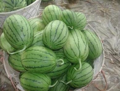 �ٹ����������Ӫ���ೣ�����߲����磬�Ϲ��磬Ҷ�����߲��硣�紺��Խ�ġ����ӡ�Խ����ֲ���߲�����������磬�������硢�ƹ��硢�����硢���������ҳ�����Ҫ����Ʒ�࣬�����硢�˻��硢���������Ҷ�������Ӽ��������磬�����硢����綼���紺Խ�Ĵ���Ʒ�ࡣ