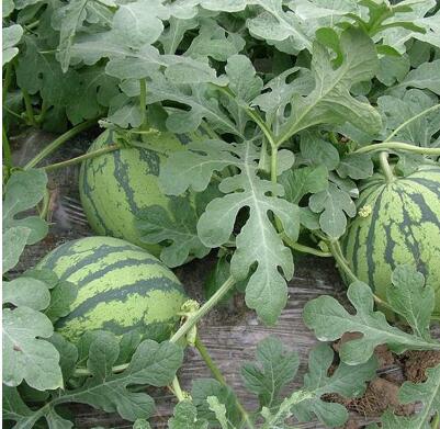 �ٹ����������Ӫ���ೣ�����߲����磬�Ϲ��磬Ҷ�����߲��硣�紺��Խ�ġ����ӡ�Խ����ֲ���߲�����������磬�������硢�ƹ��硢�����硢���������ҳ�����Ҫ����Ʒ�࣬�����硢�˻��硢���������Ҷ�������Ӽ��������磬�����硢����綼���紺Խ�Ĵ���Ʒ�ࡣ