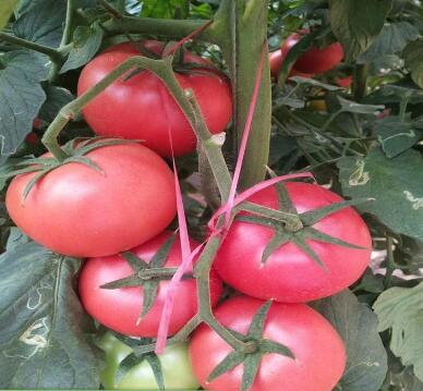 ��������,���������������,���������糧