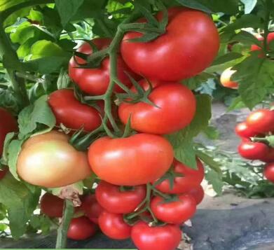 ��������,���������������,���������糧