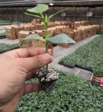 �ٹ����������Ӫ���ೣ�����߲����磬�Ϲ��磬Ҷ�����߲��硣�紺��Խ�ġ����ӡ�Խ����ֲ���߲�����������磬�������硢�ƹ��硢�����硢���������ҳ�����Ҫ����Ʒ�࣬�����硢�˻��硢���������Ҷ�������Ӽ��������磬�����硢����綼���紺Խ�Ĵ���Ʒ�ࡣ