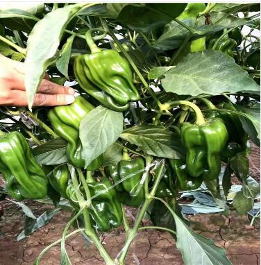 辣椒苗,茄子苗,嫁接长茄苗,蔬菜苗,寿光育苗厂