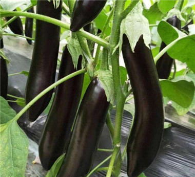 辣椒苗,茄子苗,嫁接长茄苗,蔬菜苗,寿光育苗厂