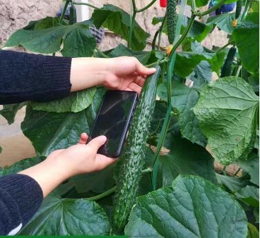 黄瓜苗,嫁接黄瓜苗,旱黄瓜苗,小黄瓜苗,黄瓜育苗厂