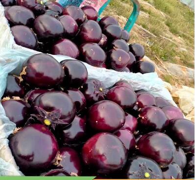 辣椒苗,茄子苗,嫁接长茄苗,蔬菜苗,寿光育苗厂