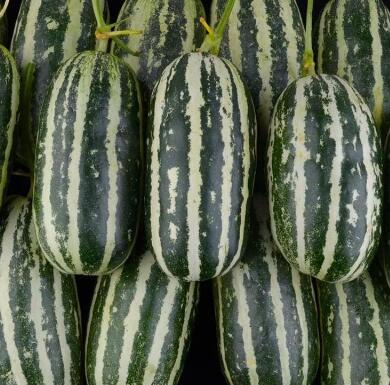 甜瓜苗,西瓜苗,育嫁接西瓜苗厂家