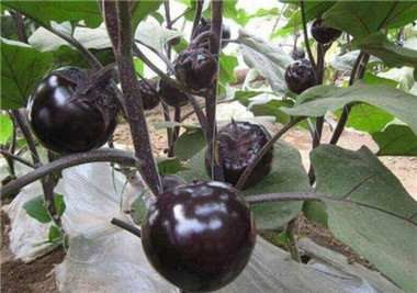 �ٹ����������Ӫ���ೣ�����߲����磬�Ϲ��磬Ҷ�����߲��硣�紺��Խ�ġ����ӡ�Խ����ֲ���߲�����������磬�������硢�ƹ��硢�����硢���������ҳ�����Ҫ����Ʒ�࣬�����硢�˻��硢���������Ҷ�������Ӽ��������磬�����硢����綼���紺Խ�Ĵ���Ʒ�ࡣ