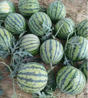 甜瓜苗,西瓜苗,育嫁接西瓜苗厂家