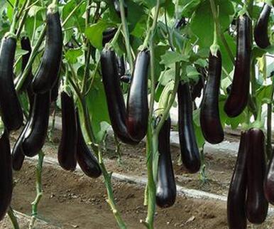 辣椒苗,茄子苗,嫁接长茄苗,蔬菜苗,寿光育苗厂