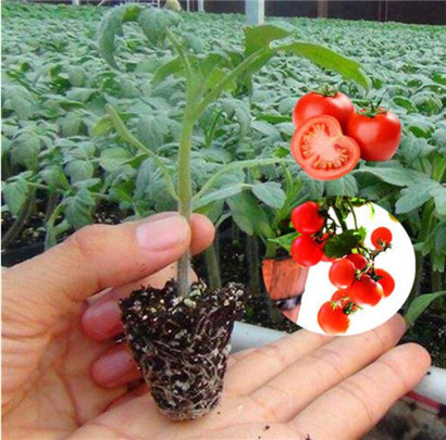 西红柿苗,小番茄苗,小西红柿苗