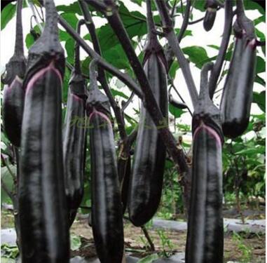 辣椒苗,茄子苗,嫁接长茄苗,蔬菜苗,寿光育苗厂