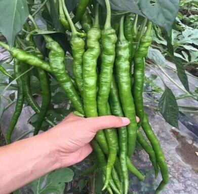 辣椒苗,茄子苗,嫁接长茄苗,蔬菜苗,寿光育苗厂