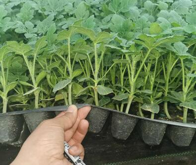 甜瓜苗,西瓜苗,育嫁接西瓜苗厂家