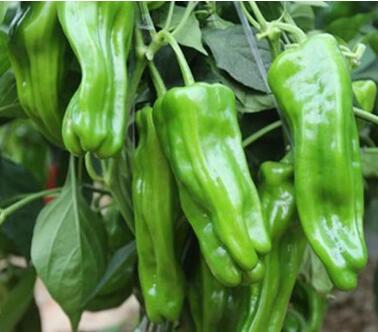 辣椒苗,茄子苗,嫁接长茄苗,蔬菜苗,寿光育苗厂