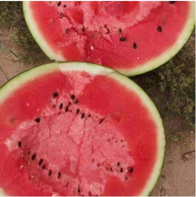 甜瓜苗,西瓜苗,育嫁接西瓜苗厂家