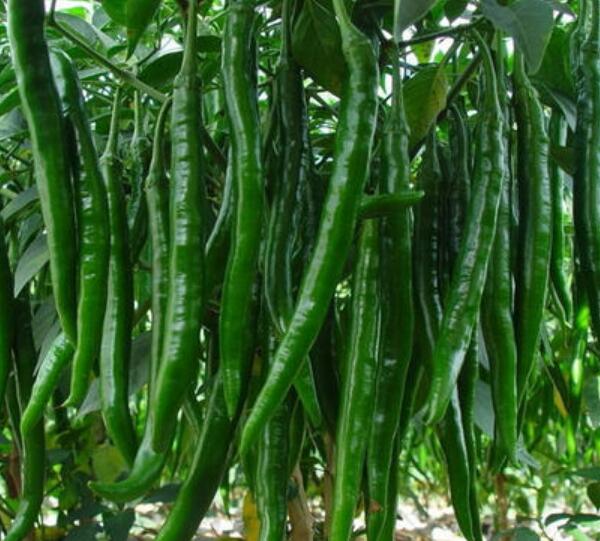 辣椒苗,茄子苗,嫁接长茄苗,蔬菜苗,寿光育苗厂