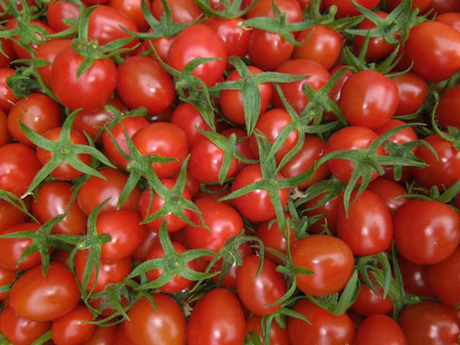 西红柿苗,小番茄苗,小西红柿苗