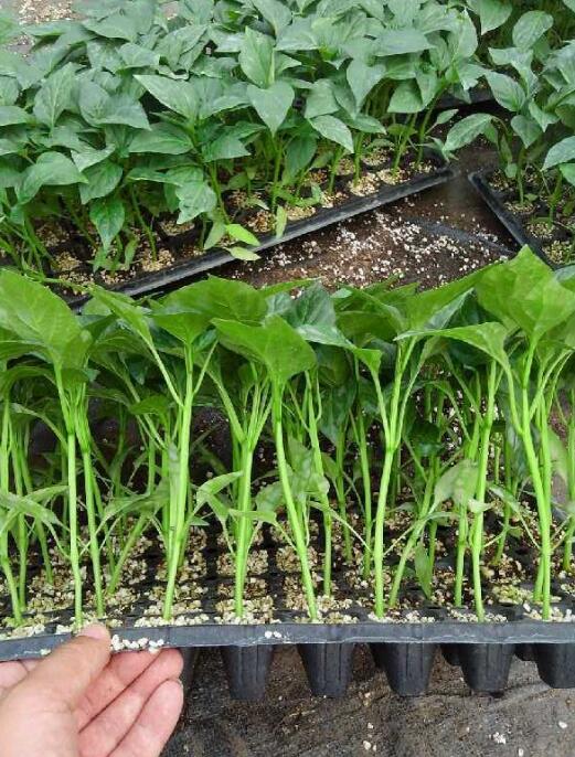 辣椒苗,茄子苗,嫁接长茄苗,蔬菜苗,寿光育苗厂