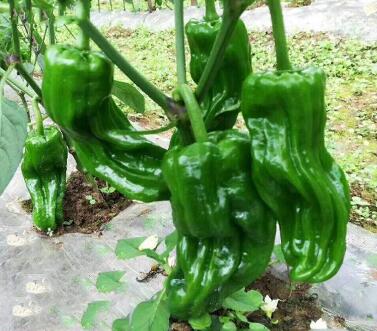 辣椒苗,茄子苗,嫁接长茄苗,蔬菜苗,寿光育苗厂