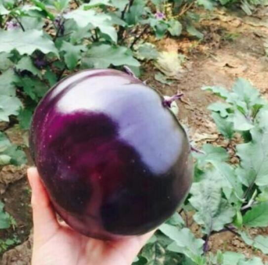 辣椒苗,茄子苗,嫁接长茄苗,蔬菜苗,寿光育苗厂