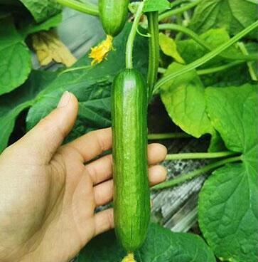 �ƹ��磨Ʒ�ֶ�ɹ�ѡ�񣩡������糧�Ļƹ�����ǿ�ƻƹ��硢ȫ�ƻƹ��硢����Ʒ�ֻƹ��硣