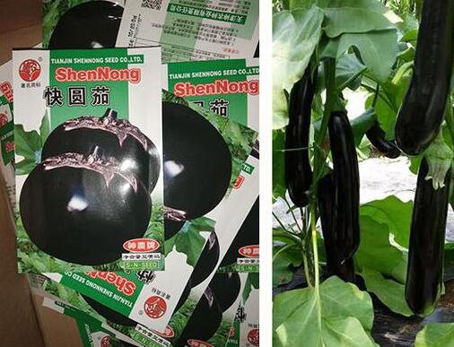 辣椒苗,茄子苗,嫁接长茄苗,蔬菜苗,寿光育苗厂