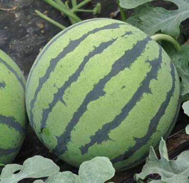 甜瓜苗,西瓜苗,育嫁接西瓜苗厂家