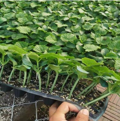 �ƹ��磨Ʒ�ֶ�ɹ�ѡ�񣩡������糧�Ļƹ�����ǿ�ƻƹ��硢ȫ�ƻƹ��硢����Ʒ�ֻƹ��硣