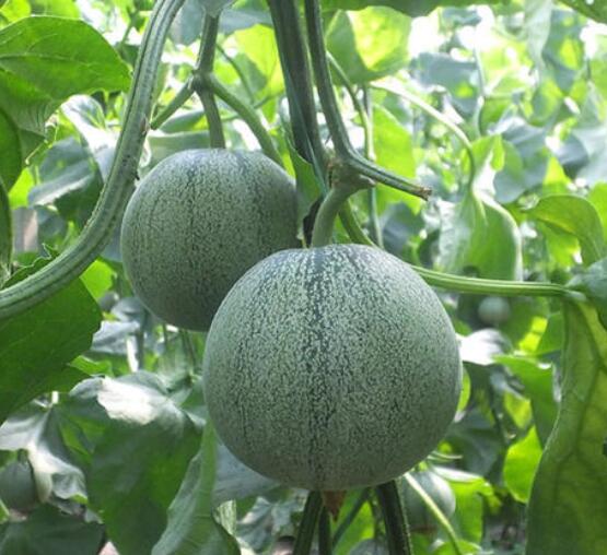 甜瓜苗,西瓜苗,育嫁接西瓜苗厂家