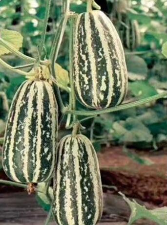 甜瓜苗,西瓜苗,育嫁接西瓜苗厂家