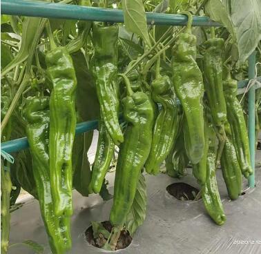 辣椒苗,茄子苗,嫁接长茄苗,蔬菜苗,寿光育苗厂