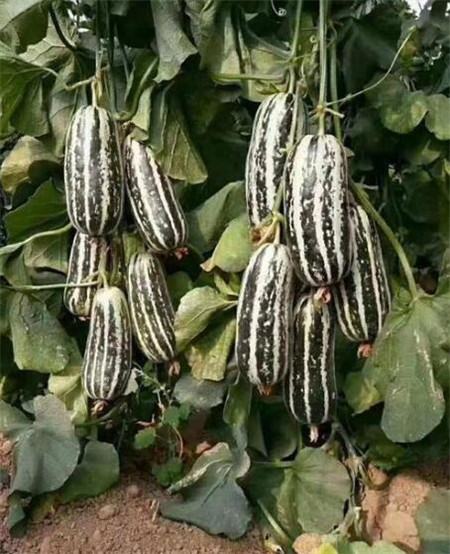 甜瓜苗,西瓜苗,育嫁接西瓜苗厂家