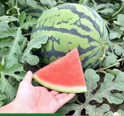 甜瓜苗,西瓜苗,育嫁接西瓜苗厂家