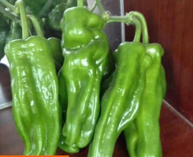 辣椒苗,茄子苗,嫁接长茄苗,蔬菜苗,寿光育苗厂